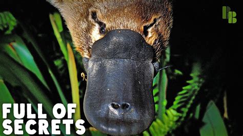 Exploring the Legends: Tales of the Enigmatic Ivory Platypus