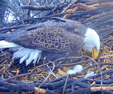 Exploring the Link Between Eagle Eggs and Liberty