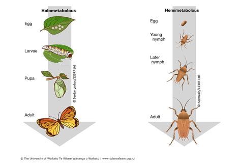 Exploring the Link Between Insect Dreams and Personal Metamorphosis