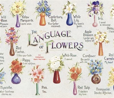 Exploring the Meanings Behind the Language of Flowers