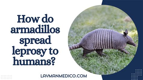 Exploring the Motivations and Triggers Behind Armadillos' Antagonism Towards Humans