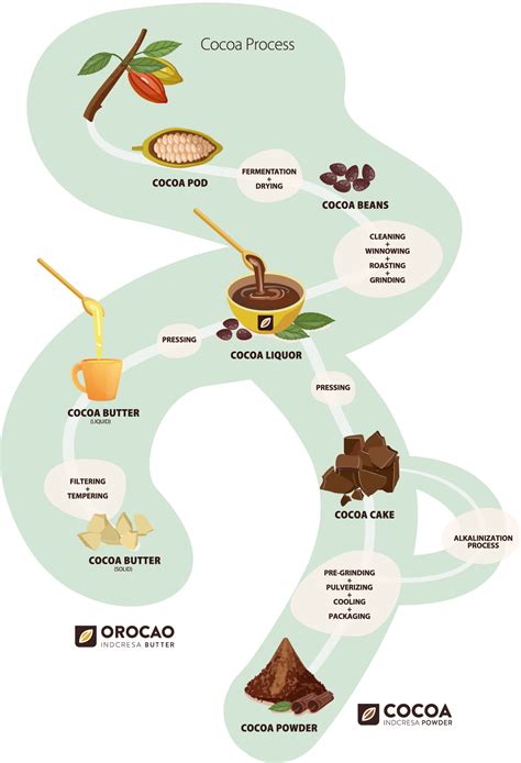 Exploring the Origins: Embarking on a Journey into the Heart of Cocoa Cultivation