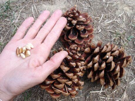 Exploring the Origins and Cultivation of Pine Nuts