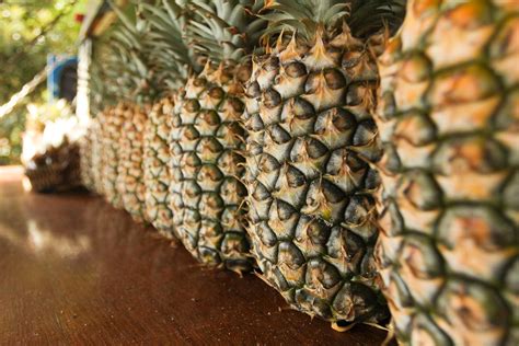 Exploring the Origins of Pineapples: From South America to the World