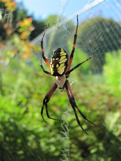 Exploring the Perils and Advantages of Garden Spiders