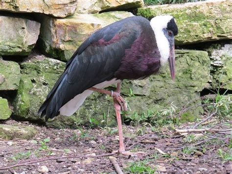 Exploring the Personal Associations of Avian Perchings on Your Limbs