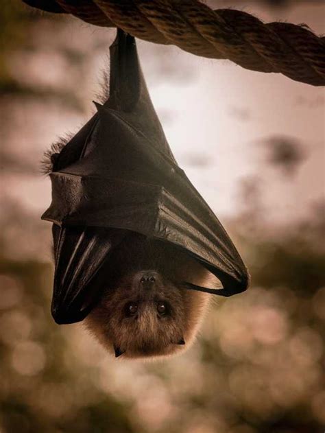 Exploring the Possible Interpretations of Bat Bites in Dreams