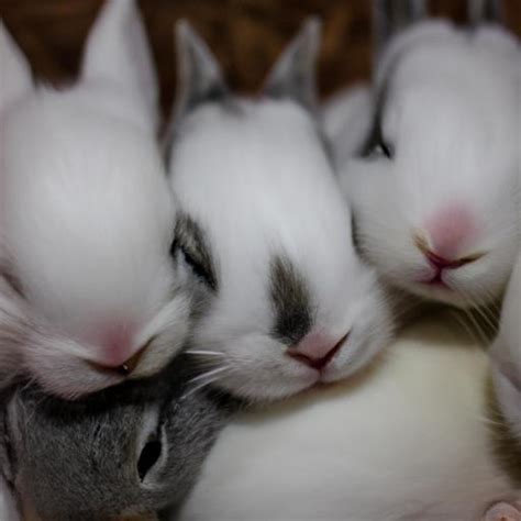 Exploring the Potential Connections of Infant Bunnies to Playfulness and Innocence