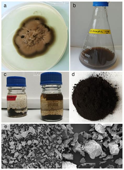 Exploring the Potential Industrial Applications of Enigmatic Melanin-Rich Fungus