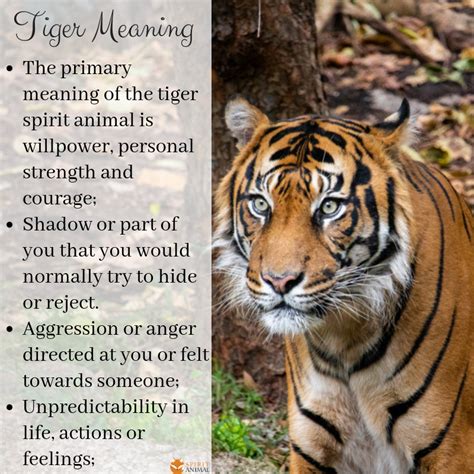 Exploring the Profound Psychological Significance of a Tiger Vision