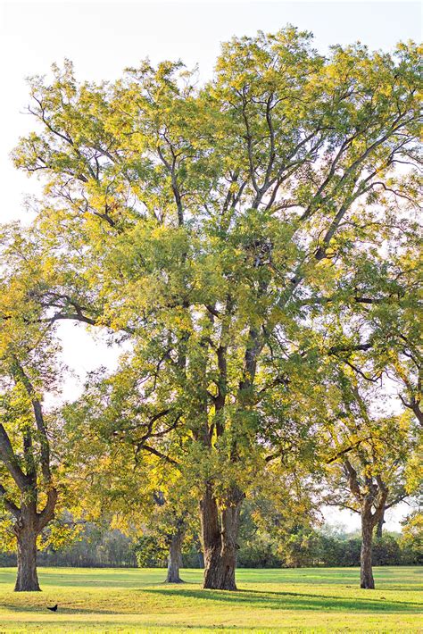 Exploring the Psychological Dimensions of Dreaming about Pecan Trees