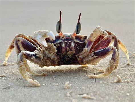 Exploring the Psychological Interpretation of Dreaming about a Crab Claw