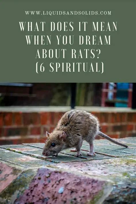 Exploring the Psychological Interpretation of Rat-Infested Dreams