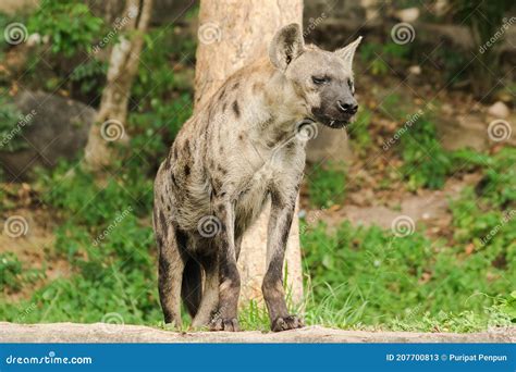 Exploring the Psychological Interpretations of a Newborn Spotted Hyaena Dream