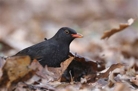 Exploring the Psychological Significance of Embracing a Feathered Friend