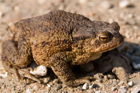 Exploring the Psychological Significance of Toad Extermination in Dreams: Perspectives and Explanations