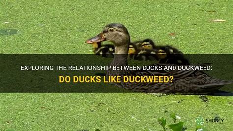 Exploring the Relationship between Ducks and Transformation