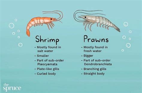 Exploring the Rich Variety of Prawns: Unraveling their Distinctive Tastes