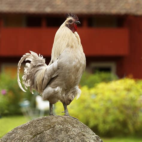 Exploring the Rooster as a Universal Symbol of Vigilance and Protection