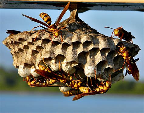 Exploring the Significance Behind Various Types of Wasp Nests in Dreams