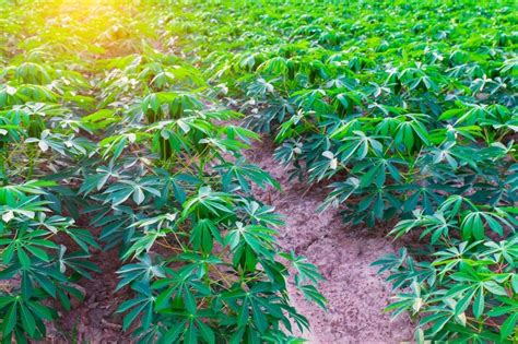 Exploring the Significance of Dreaming about Cassava Plants