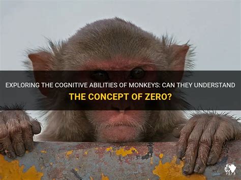 Exploring the Significance of Monkey Cognitive Abilities for Human Evolution