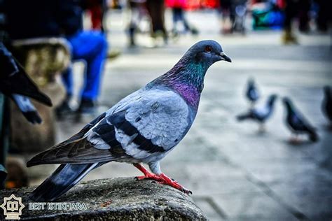 Exploring the Significance of Pigeons in Dream Symbolism