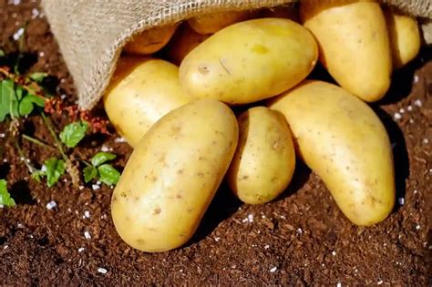 Exploring the Significance of Potatoes in Dream Interpretation