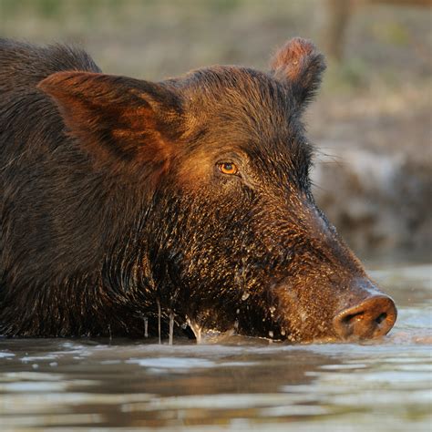 Exploring the Significance of Wild Pigs as a Reflection of Primitive Instincts