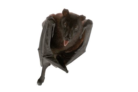 Exploring the Significance of Your Personal Associations with Bats and Their Bite