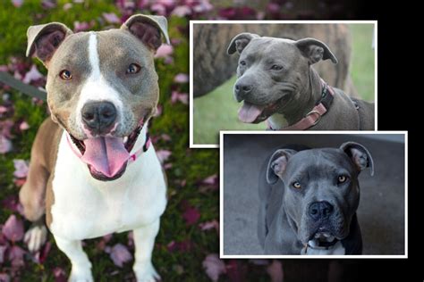 Exploring the Significance of the Impact Pit Bulls Have on Inner and Outer Realities