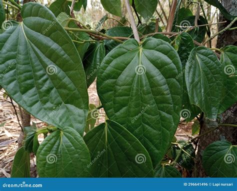 Exploring the Spiritual and Healing Properties of Betel Leaves