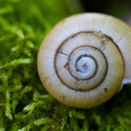 Exploring the Symbolic Associations of Snails in Different Cultures