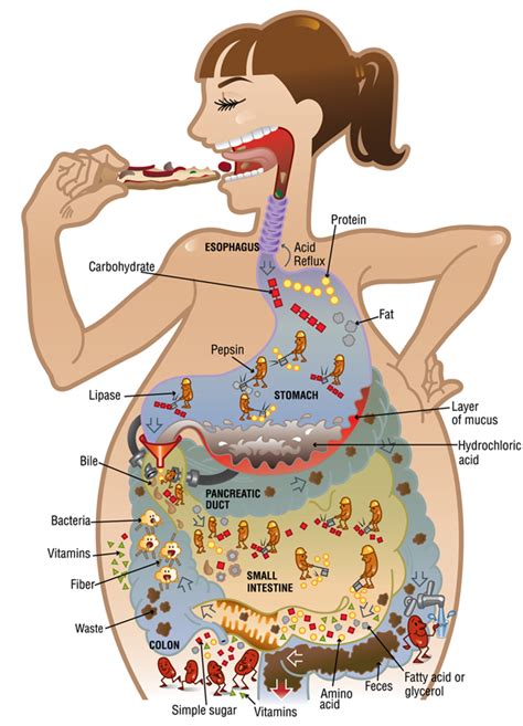 Exploring the Symbolic Meaning Associated with Disturbed Digestive System in Dreams