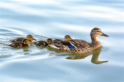 Exploring the Symbolic Meaning of Ducks in Dreams