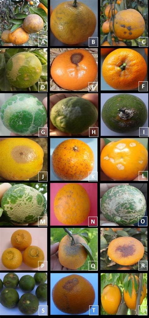 Exploring the Symbolic Significance of Citrus Rind in Diverse Cultures