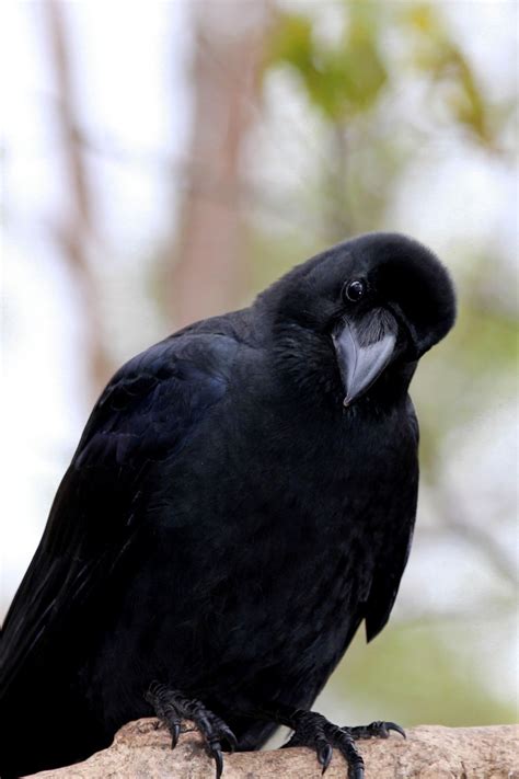 Exploring the Symbolic Significance of Crows in Dreamscapes