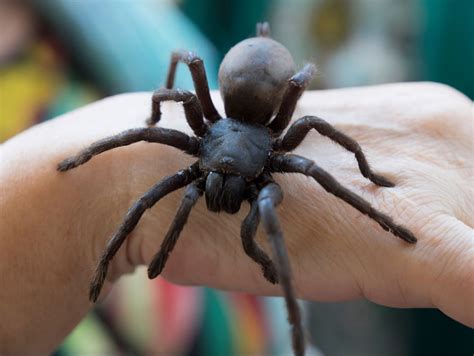 Exploring the Symbolic Significance of an Encounter with a Cerulean Arachnid