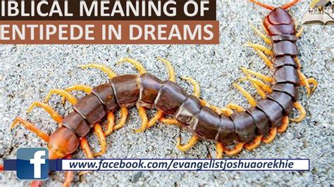 Exploring the Symbolism: Decoding the Significance of a Centipede in Dreams