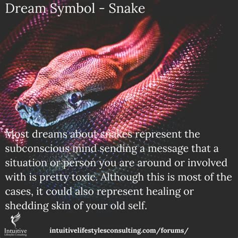 Exploring the Symbolism of Black Snakes in Dreams