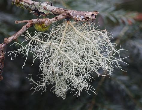 Exploring the Unique Stature of Usnea Lichen