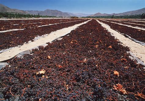 Exploring the Various Types and Flavors of Sun-Dried Grapes