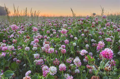 Exploring the Years of Clover Fields