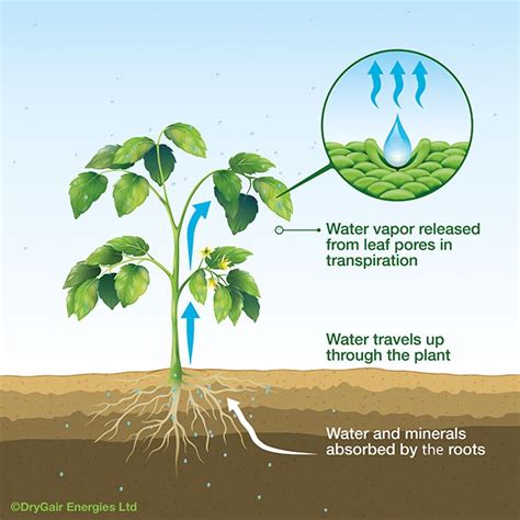 Factors Influencing Water Uptake in Plants