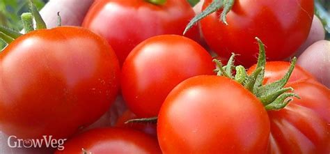 Factors to Consider When Selecting Tomato Varieties