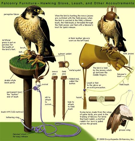 Falconry: The Ancient Art of Capturing and Training Falcons