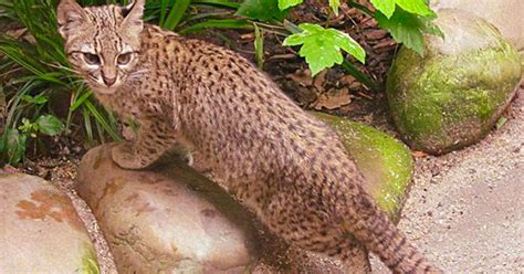 Fascinating Facts About the Enigmatic Safari Kitty