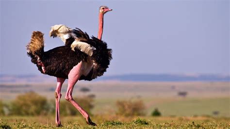 Fascinating Facts about Ostriches: Height, Speed, and Adaptations