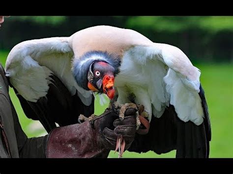 Fear and Anxiety in Nightmares of Vicious Vulture Assaults