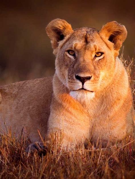 Fears and Inner Strength: Exploring the Psychological Interpretations of a Lioness Ambush Dream